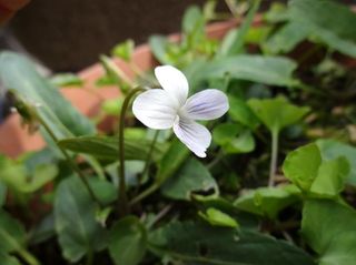Dsc08538.jpg